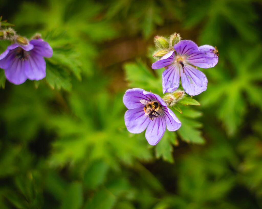 Violet Geranium Flowers